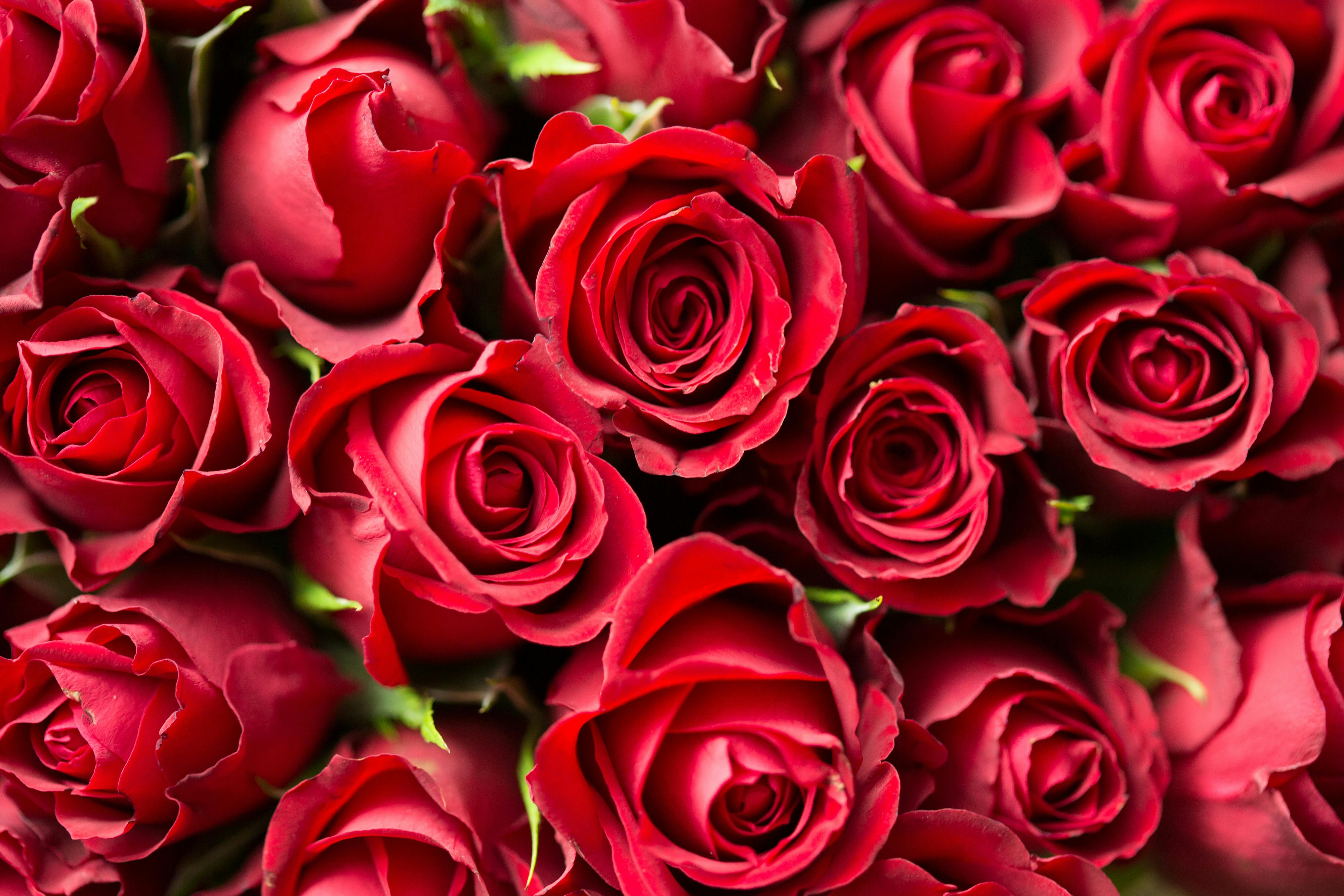 Ilustrasi warna merah sebagai warna favorit. ( Pexels) - Image