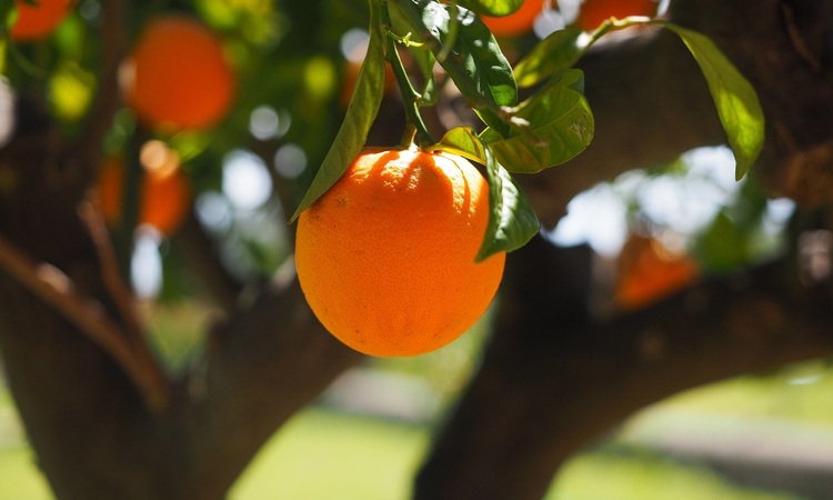 3 buah yang bisa membantu produksi kolagen tubuh./Pixabay - Image
