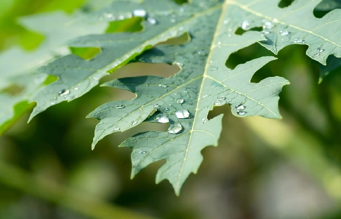 Ilustrasi daun pepaya. (Pixabay) - Image
