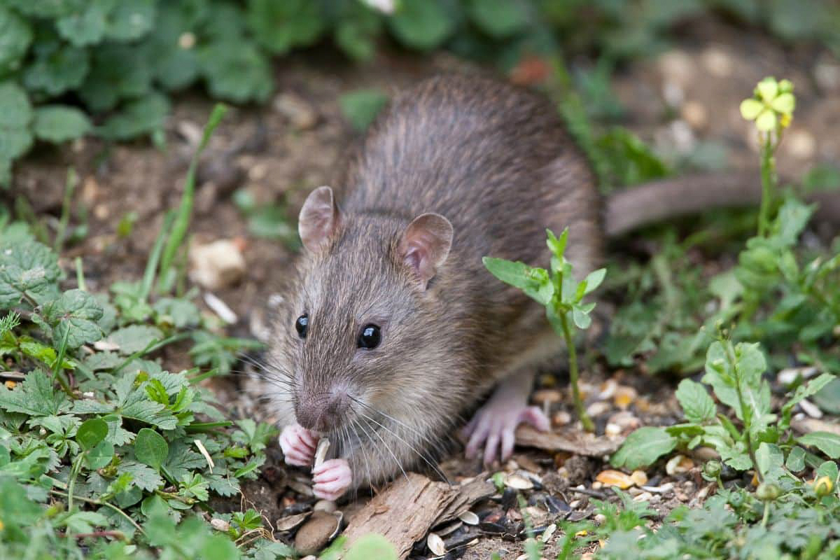 Ilustrasi tikus. (Gardening) - Image