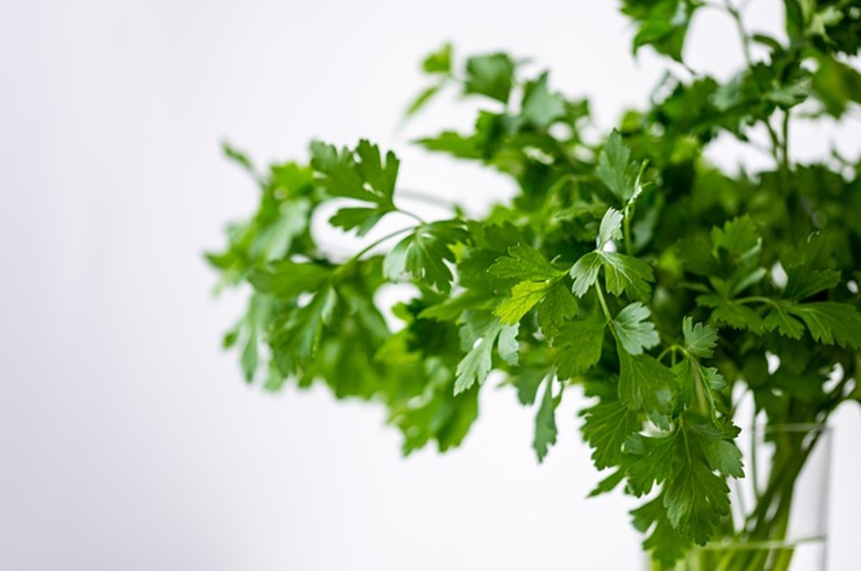 Ilustrasi Herbal sebagai obat alami bagi penderita asam urat. (Pixabay.com/ka_re) - Image