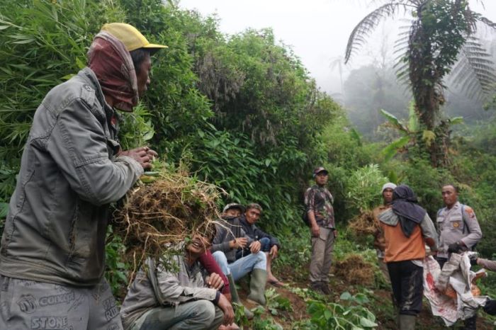 Petugas kembali menemukan lahan yang ditanami tanaman ganja di lereng Gunung Semeru pada Senin (23/9). (Polres Lumajang/Antara) - Image