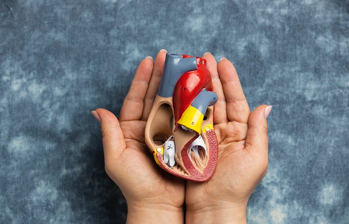 Ilustrasi organ ginjal. Freepik - Image