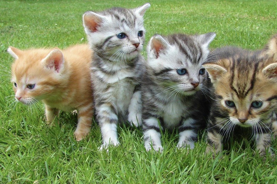 Ilustrasi kucing peliharaan sejuta umat (pixabay) - Image