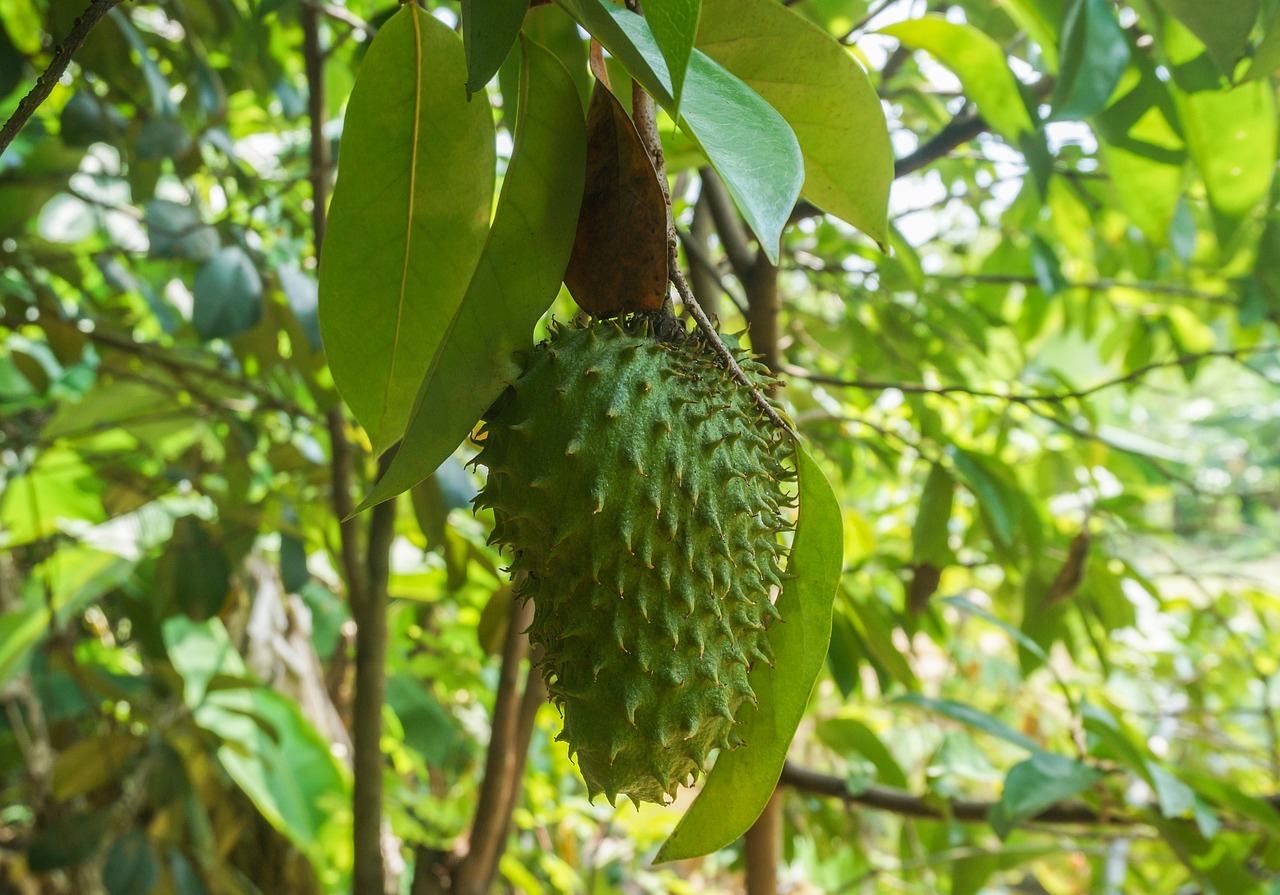Ilustrasi buah sirsak. - Image