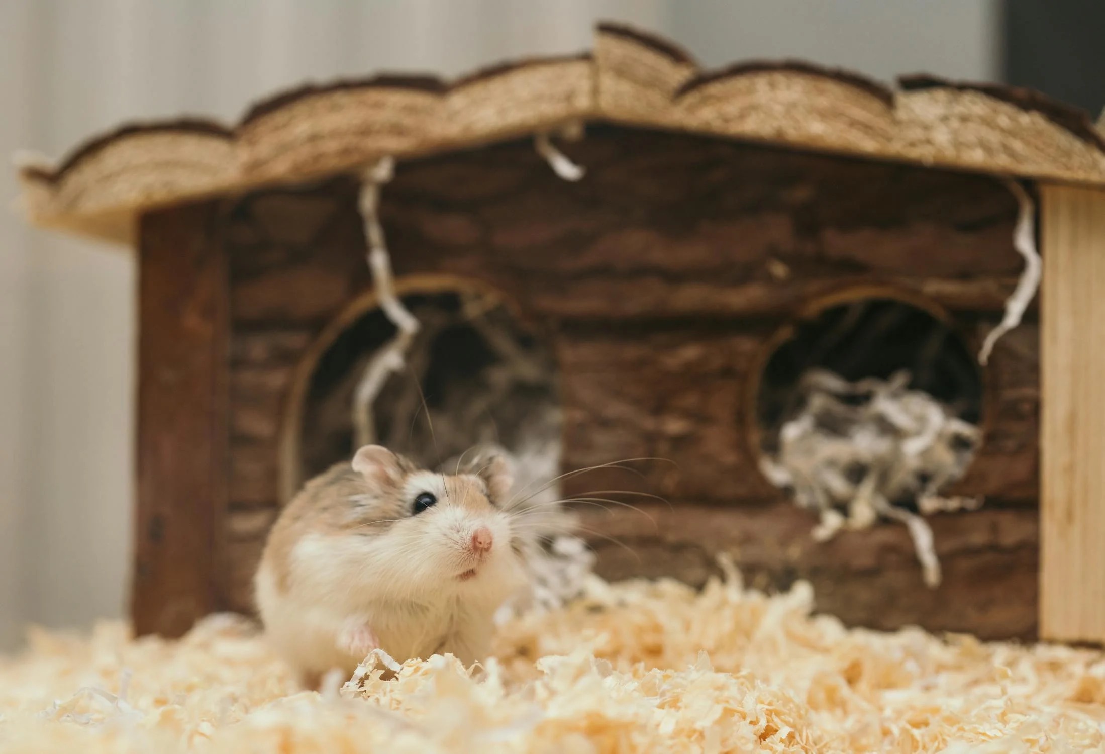 ilustrasi hamster hamil yang berada di dalam kandang. (Pixels/Elie Burgin) - Image