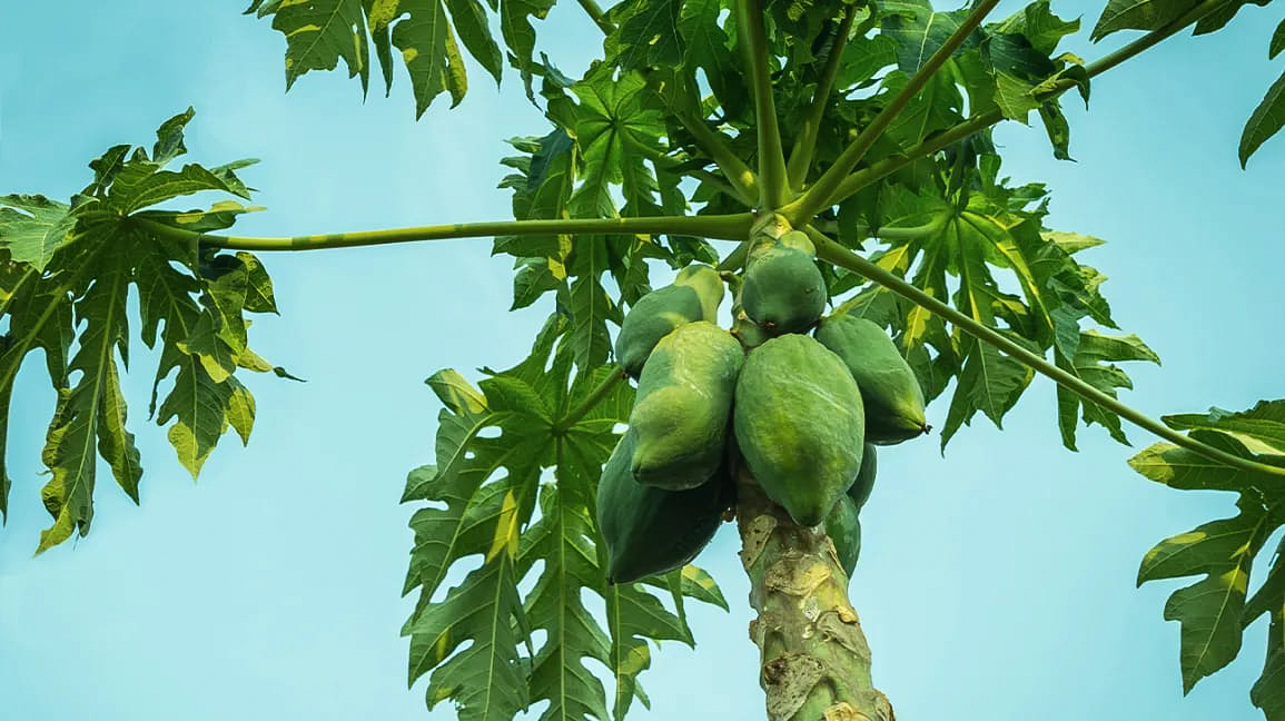 Salah satu manfaat daun pepaya dapat menghilangkan jerawat (Freepik) - Image