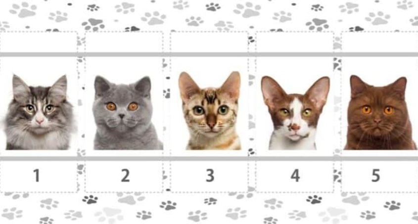 Ilustrasi pilihan kucing favorit yang bisa mengungkapkan kepribadian seseorang dalam konteks perasaan dan logika. - Image