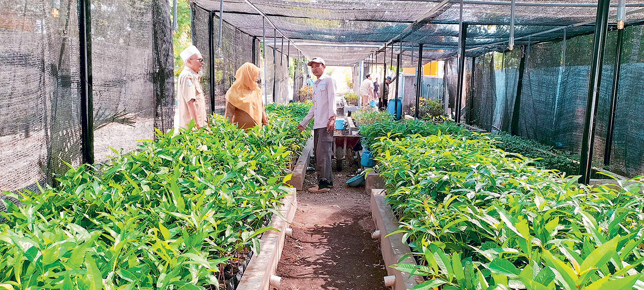 TANAMAN HUTAN KOTA: Aneka bibit tanaman dibudidayakan di UPT Perbenihan Tanaman Hutan Dinas Kehutanan Jawa Timur. Ada tabebuya, pulai, dan pucuk merah. (EKO HENDRI/JAWA POS) - Image