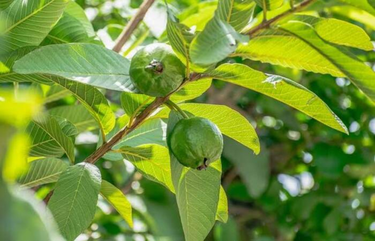 Ilustrasi manfaat daun jambu biji untuk kesehatan tubuh. (Pixabay) - Image