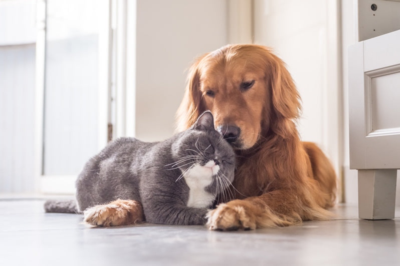 Ilustrasi kucing dan anjing. (Sumber foto: khpet) - Image