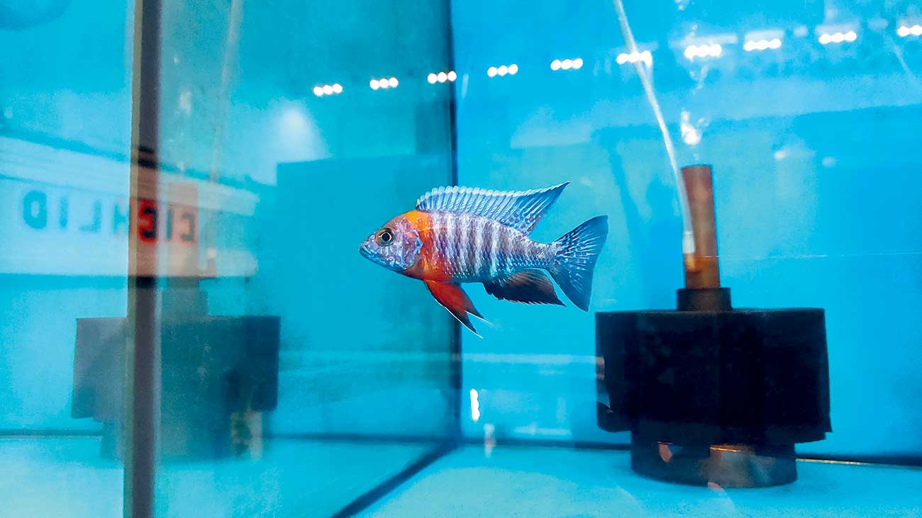ANEKA WARNA: African Cichlid koleksi Nauval Helmy di Jakarta Cichlid. Di antaranya aulonocara dragon blood, nimbochromis venustus, dan aulonocara OB peacock. (Nauval Helmy untuk Jawa Pos)