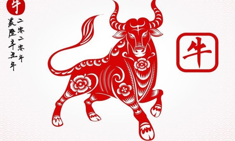 Ilustrasi shio Kerbau yang termasuk dalam shio dengan kesuksesan di pekan terakhir Maret 2025. (Freepik) - Image