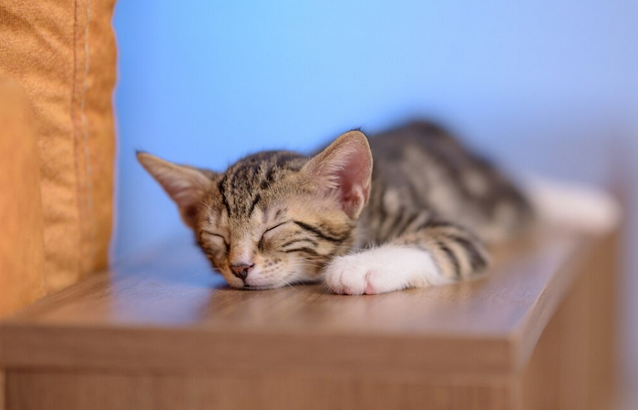 Ilustrasi kucing tidur. (Freepik) - Image