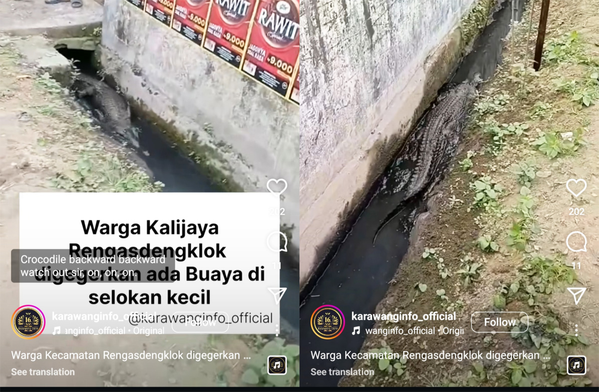 Seekor buaya di selokan air bikin geger warga Rengasdengklok Utara, Karawang, Jawa Barat. (Instagram/@karawanginfo_official). - Image