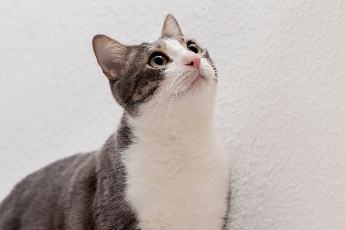 Memelihara kucing memiliki banyak manfaat bagi kesehatan. (Freepik). - Image