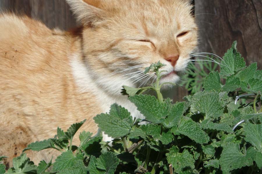 Catnip, tanaman herbal yang jadi favorit kucing (Pixabay) - Image