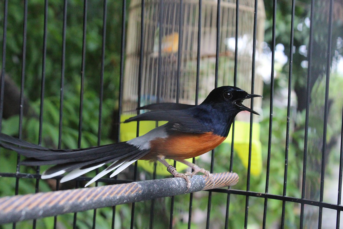 PETARUNG: Salah seekor murai batu milik Istono yang sering menang dalam lomba burung berkicau. (FOTO: ANDRI TEGUH PRYANTORO/ JAWA POS) - Image
