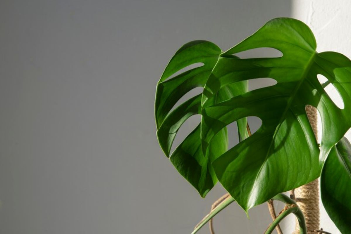 Monstera adansonii atau janda bolong. (freepik) - Image