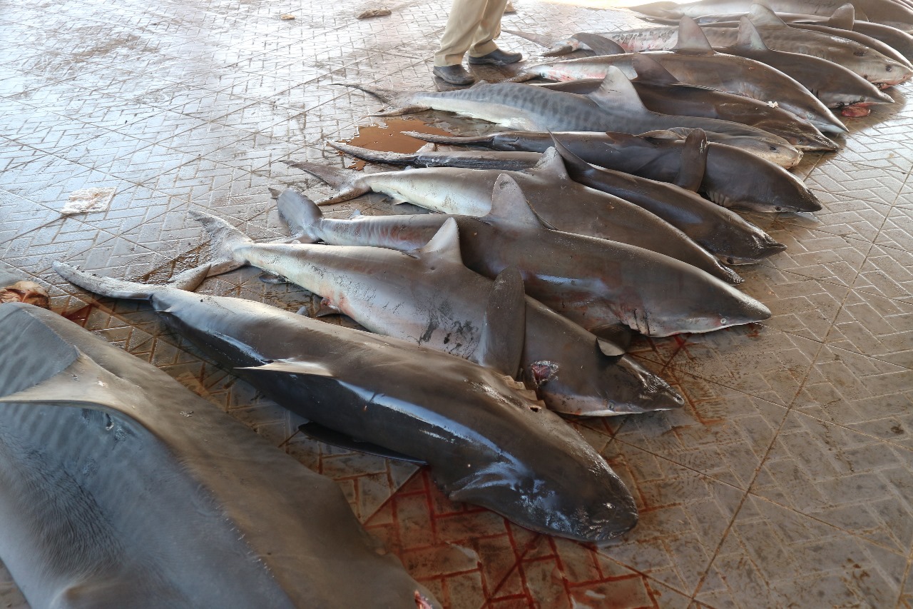 Pendaratan hasil tangkapan hiu di Tanjung Luar, Lombok. (Selvia Oktoviyani untuk JawaPos.com) - Image