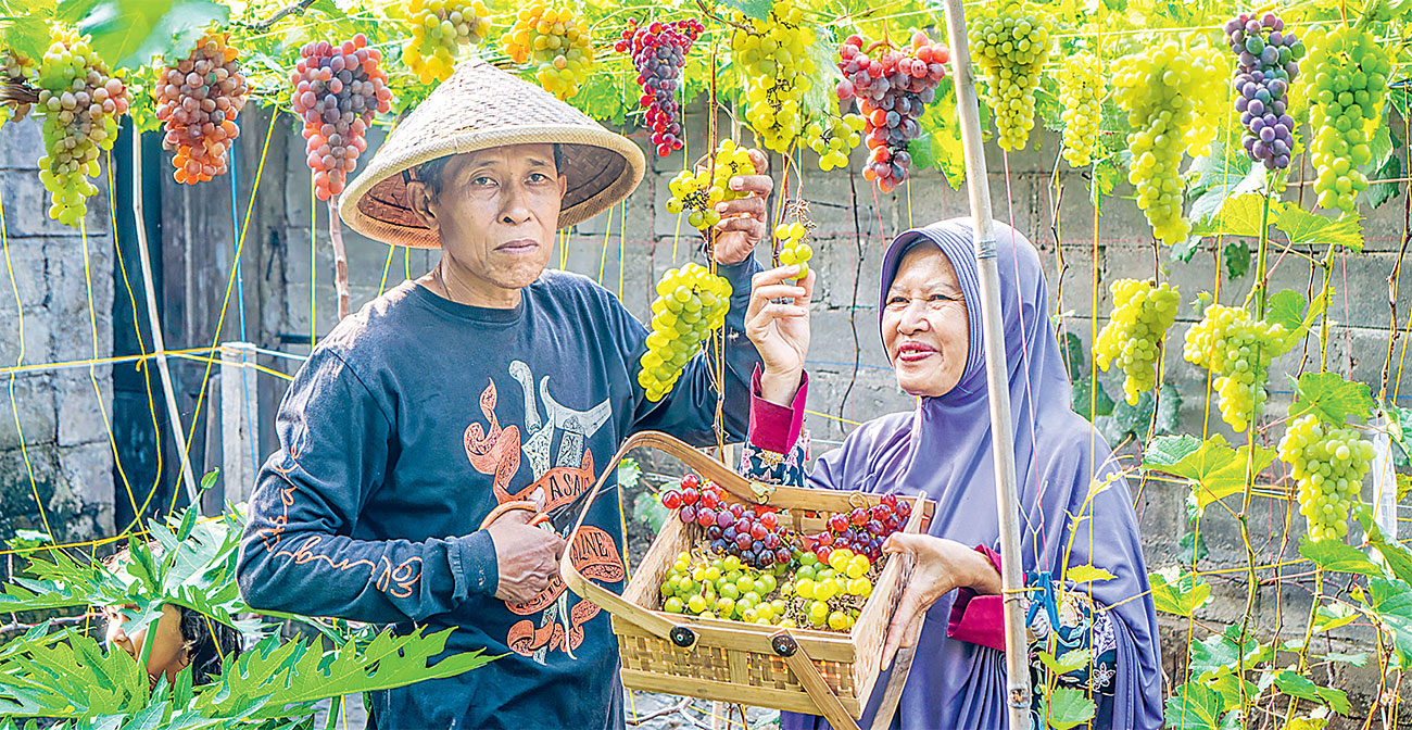 PERJALANAN WAKTU: Akung dan Uti panen hasil berkebun. Ada buah, sayur, dan banyak lainnya. Hasil kebun yang dimasak Uti sering menjadi inspirasi menu para penonton kontennya. (DOK. AKUNG DAN UTI)