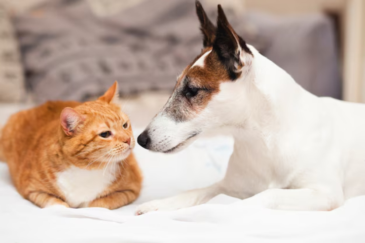 Ilustasi kucing dan anjing - Image