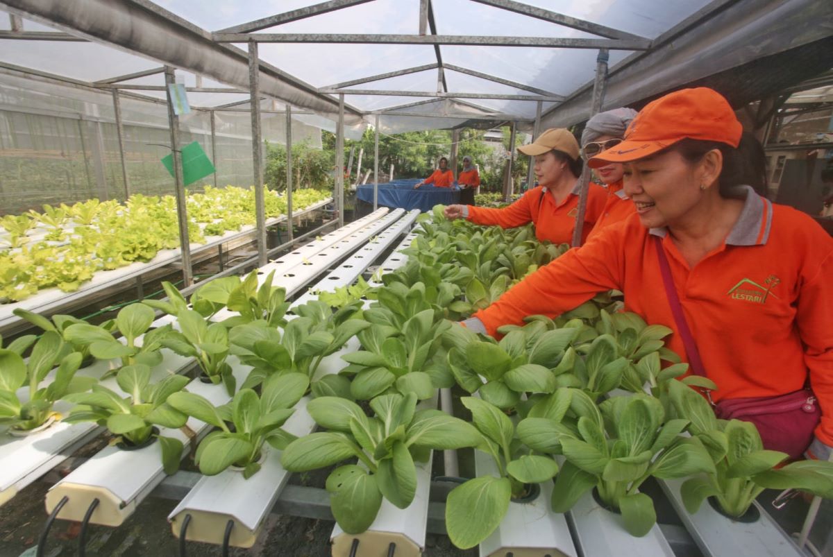 Kelompok tani di Kosegrha Lestari membudidayakan sawi pakcoy dengan metode hidroponik. (Ahmad Khusaini/Jawa Pos) - Image