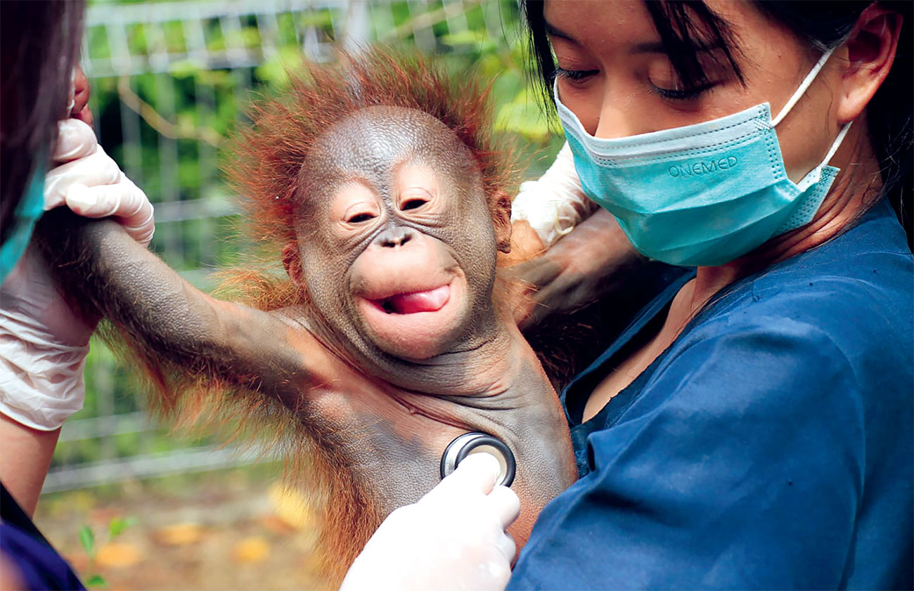 Petugas Bandung Zoo menggendong orang utan. (DIWAN SAPTA NURMAWAN/Radar Bandung) - Image