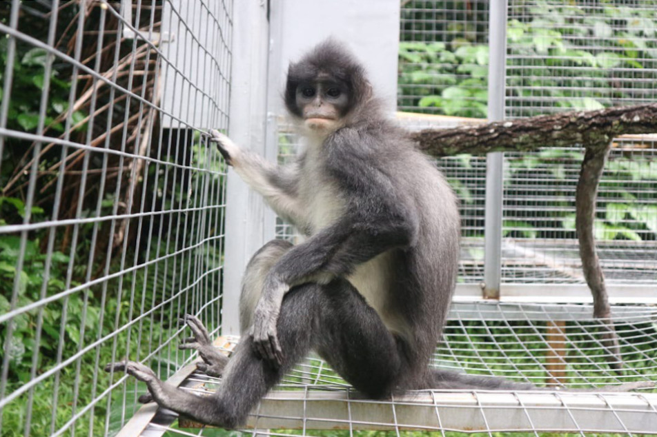 Surili (presbytis comate), primata endemik Indonesia. Surili termasuk salah satu spesies yang sangat terancam punah menurut IUCN (International Union for Conservation of Nature), (PEP) - Image