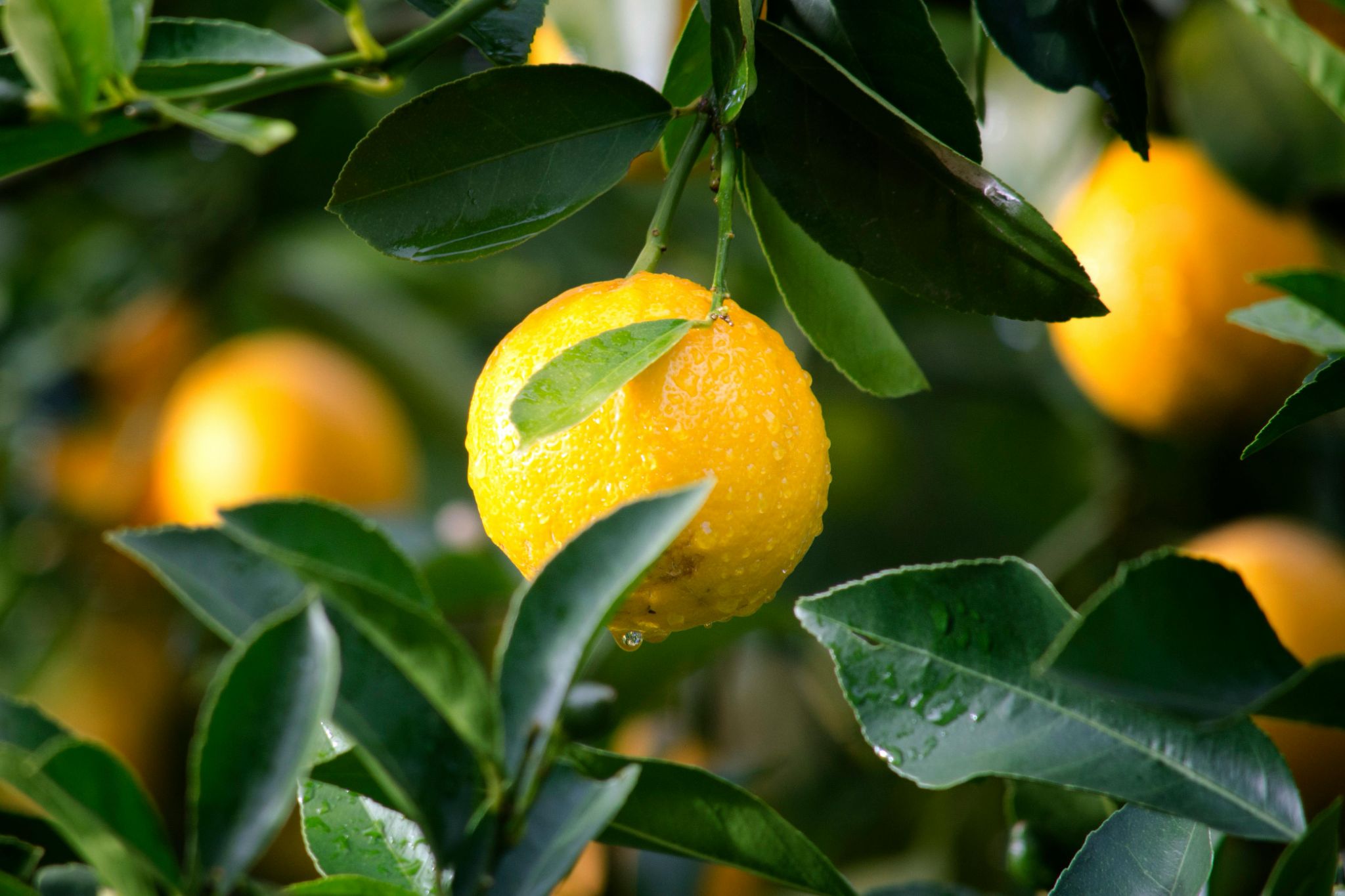 Ilustrasi lemon, salah satu buah yang tidak boleh dimakan penderita asam lambung. (Pexels) - Image