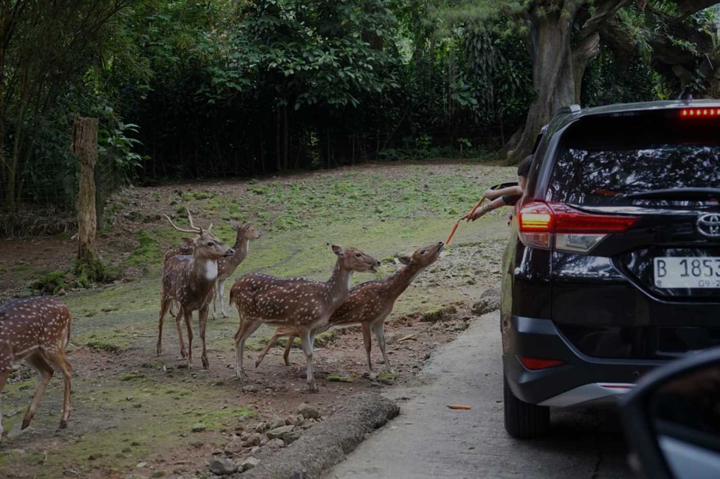 Wisatawan memberi makan rusa bawean saat Safari Journey di Taman Safari Indonesia, Cisarua, Kabupaten Bogor, Jawa Barat, Selasa (1/4/2025). (Sofyansyah/Radar Bogor)