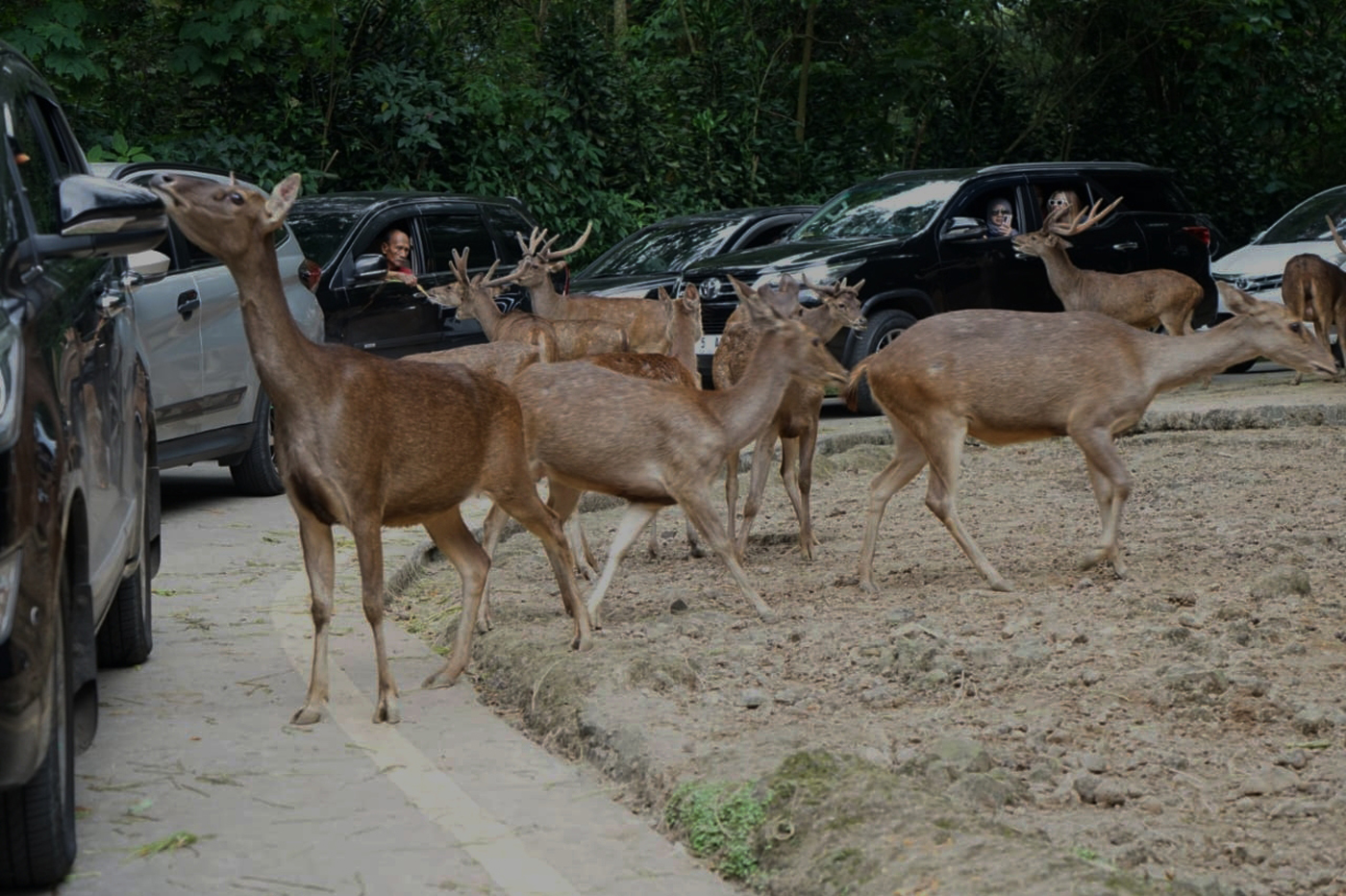 Wisatawan memberi makan rusa bawean saat Safari Journey di Taman Safari Indonesia, Cisarua, Kabupate
