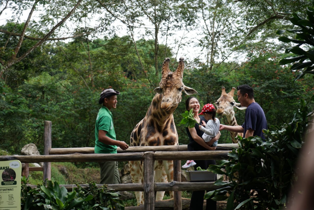 Wisatawan memberi makan satwa Jerapah saat Safari Journey di Taman Safari Indonesia, Cisarua, Kabupa
