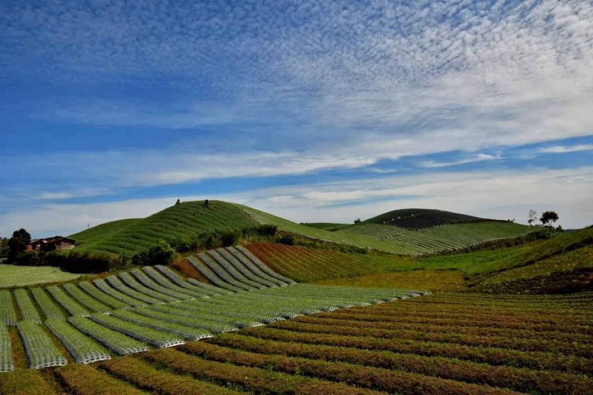 Sentra tanaman cabai di Indonesia. (Humas Kementan) - Image