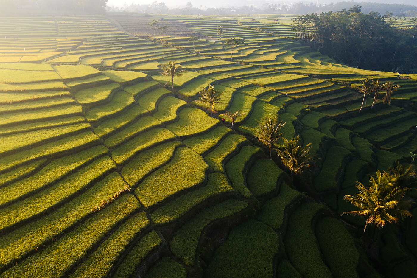  &ldquo;SAWAH PAMANKU&rdquo; Karya: Anom Harya, Kota Malang. Lokasi Foto: Malang
