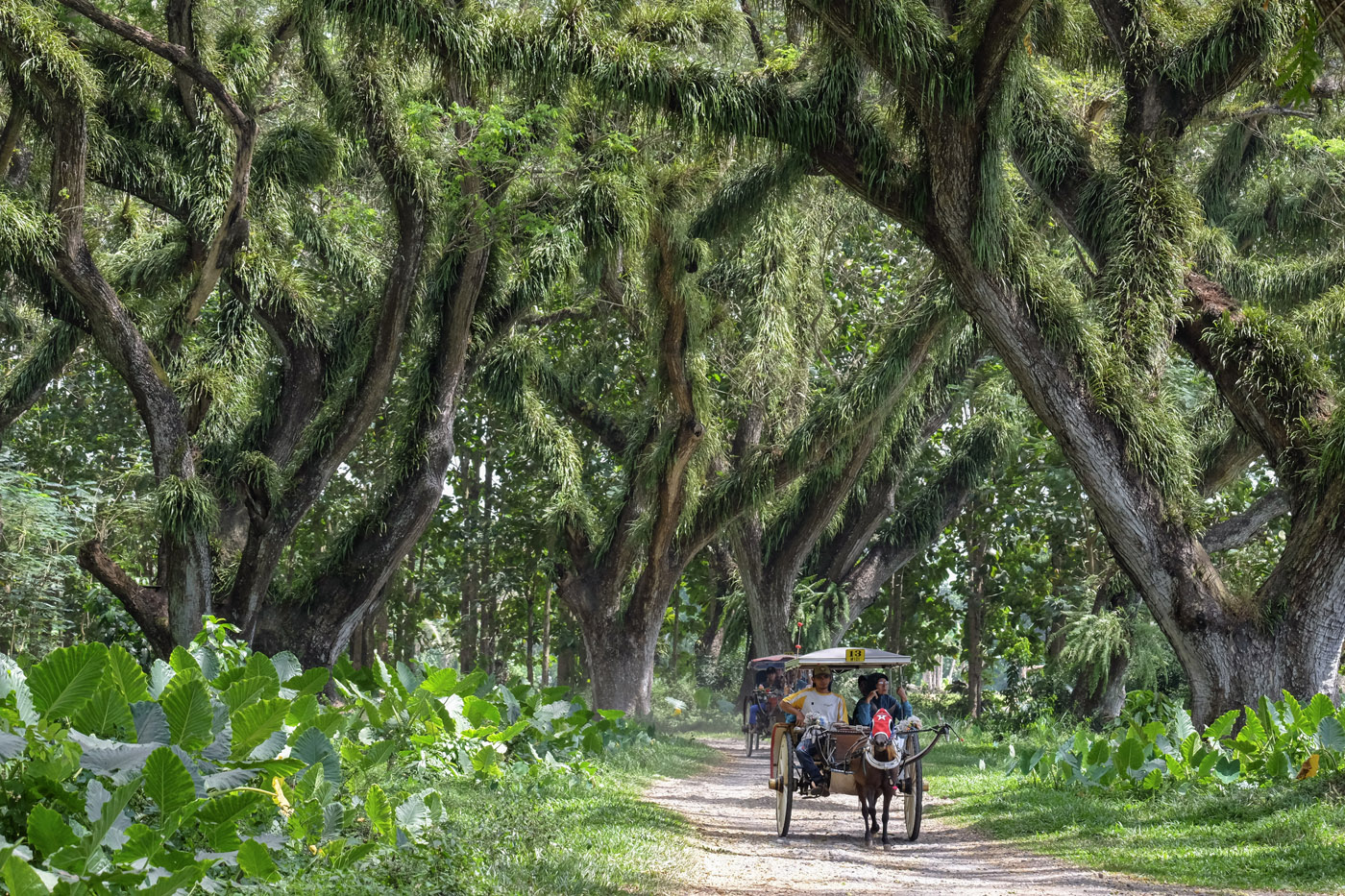BERKELILING HUTAN JAWATAN DENGAN ANDONG WISATA. Karya: Harfi Yulian Bimantara, Banyuwangi. Lokasi Fo