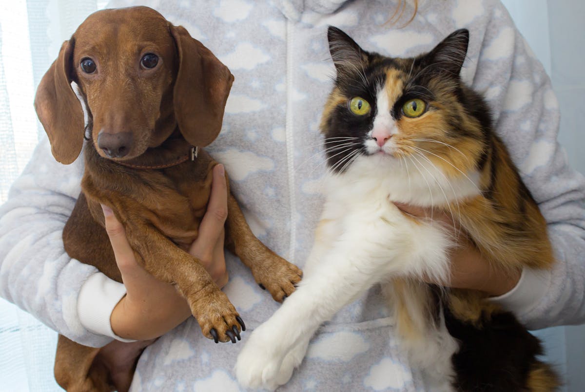 Perbedaan Kepribadian Pemilik Kucing dan Anjing (Pexels) - Image