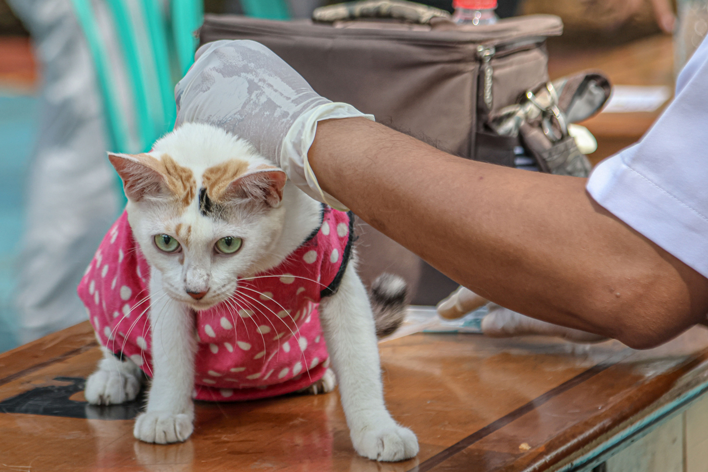 Sejumlah warga yang membawa kucing dan anjing mengantri mendapatkan vaksin rabies di RPTRA Petukanga