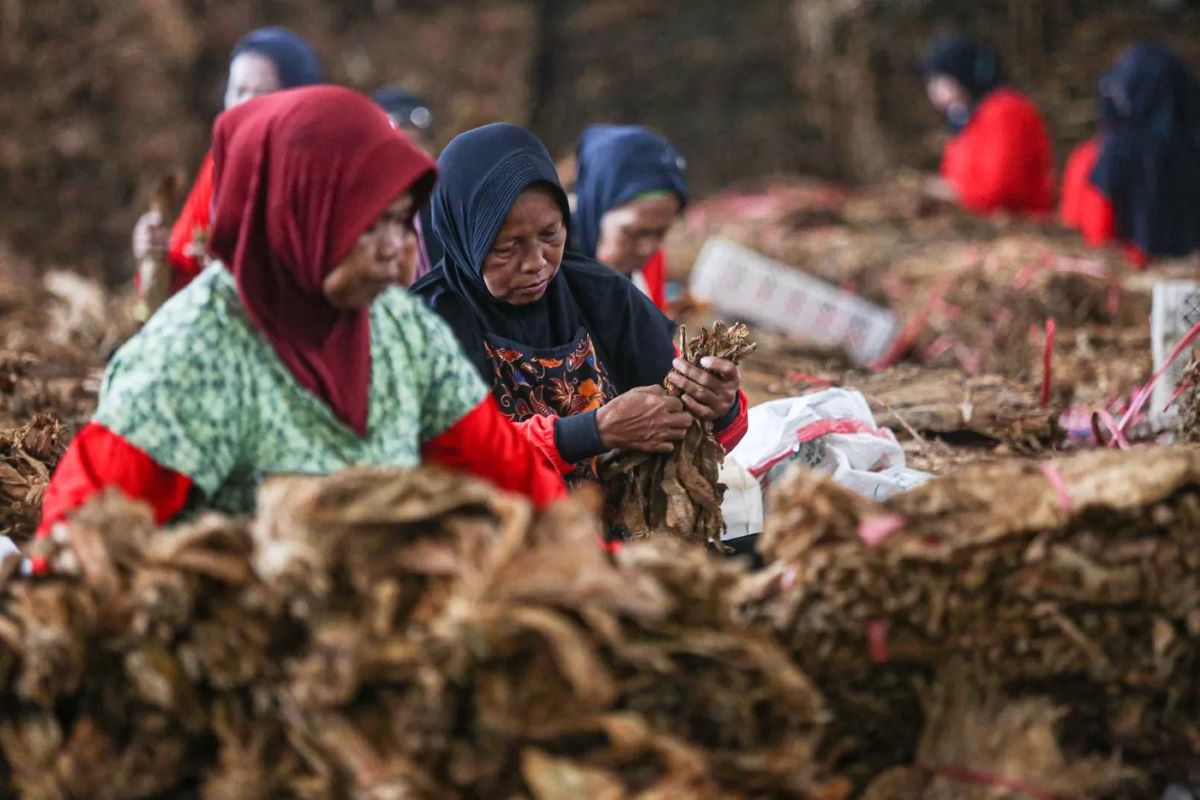 Ilustrasi penyortiran daun tembakau. (Dok. Jawa Pos) - Image