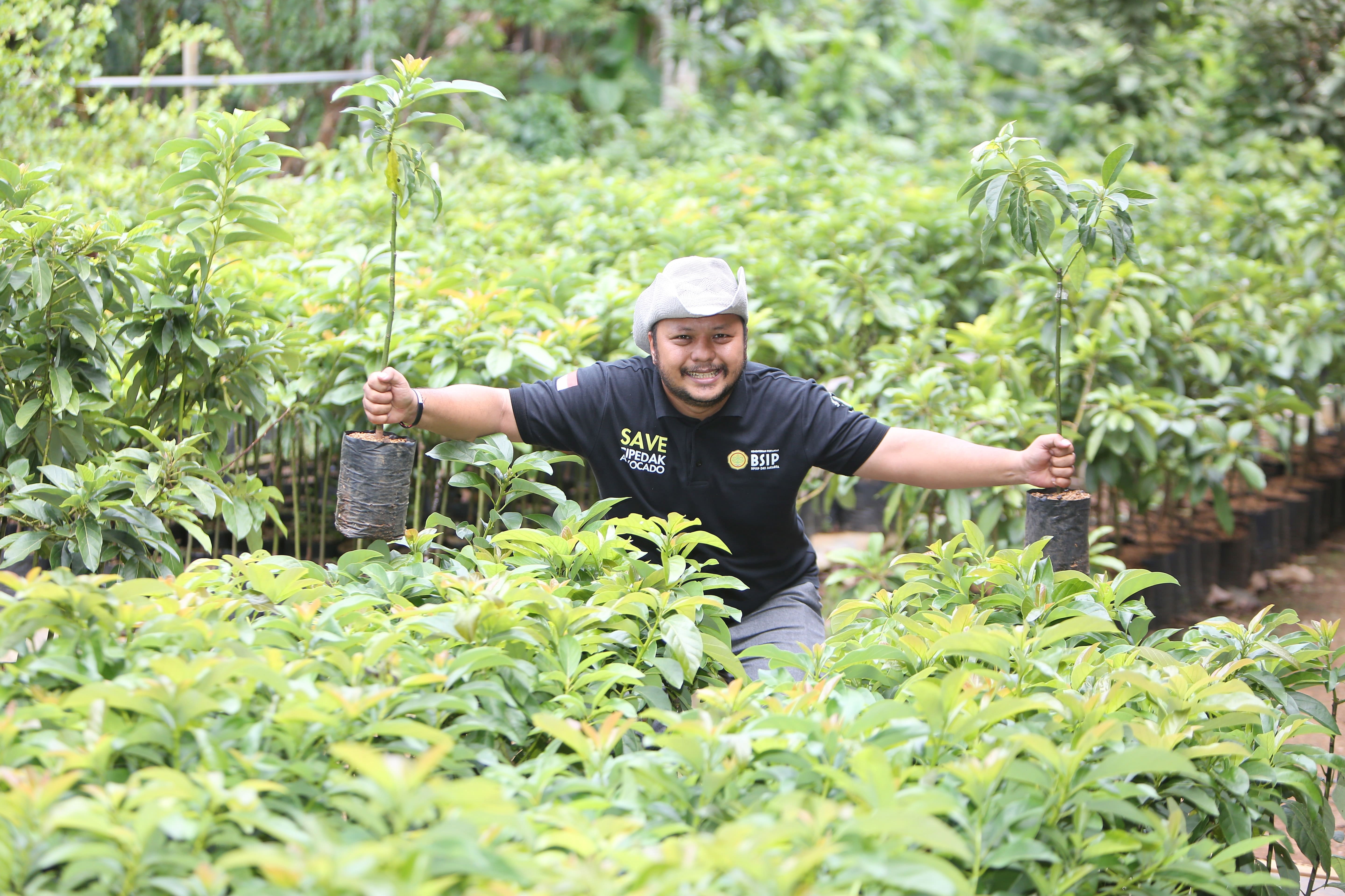 Ahmad Fahrizal sedang merawat bibit tanaman alpukat Cipedak yang dia budidayakan di kebun di daerah Jagakarsa, Jakarta Selatan. (M. Ali/Jawa Pos) - Image