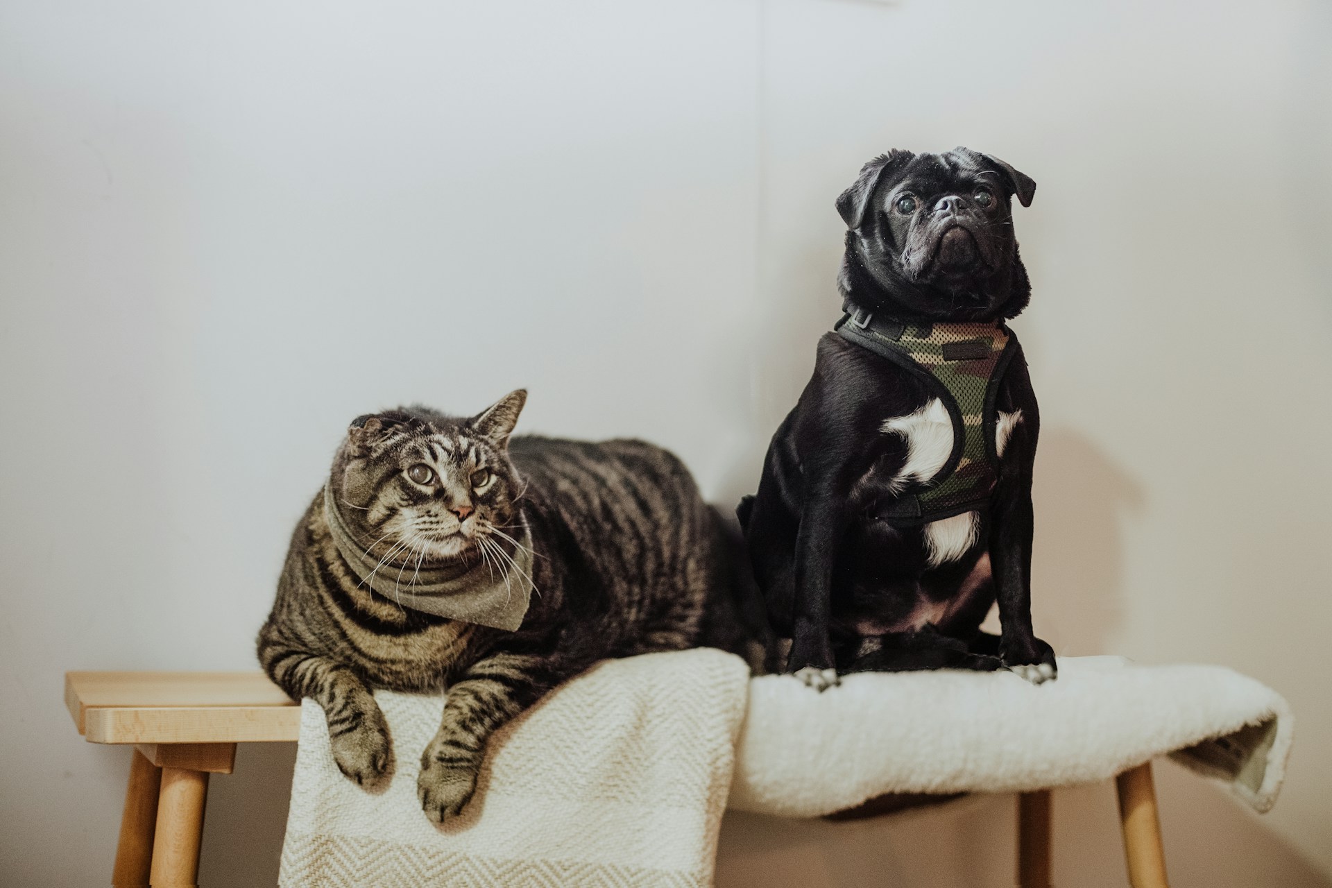 Ilustrasi anjing dan kucing. (Unsplash) - Image