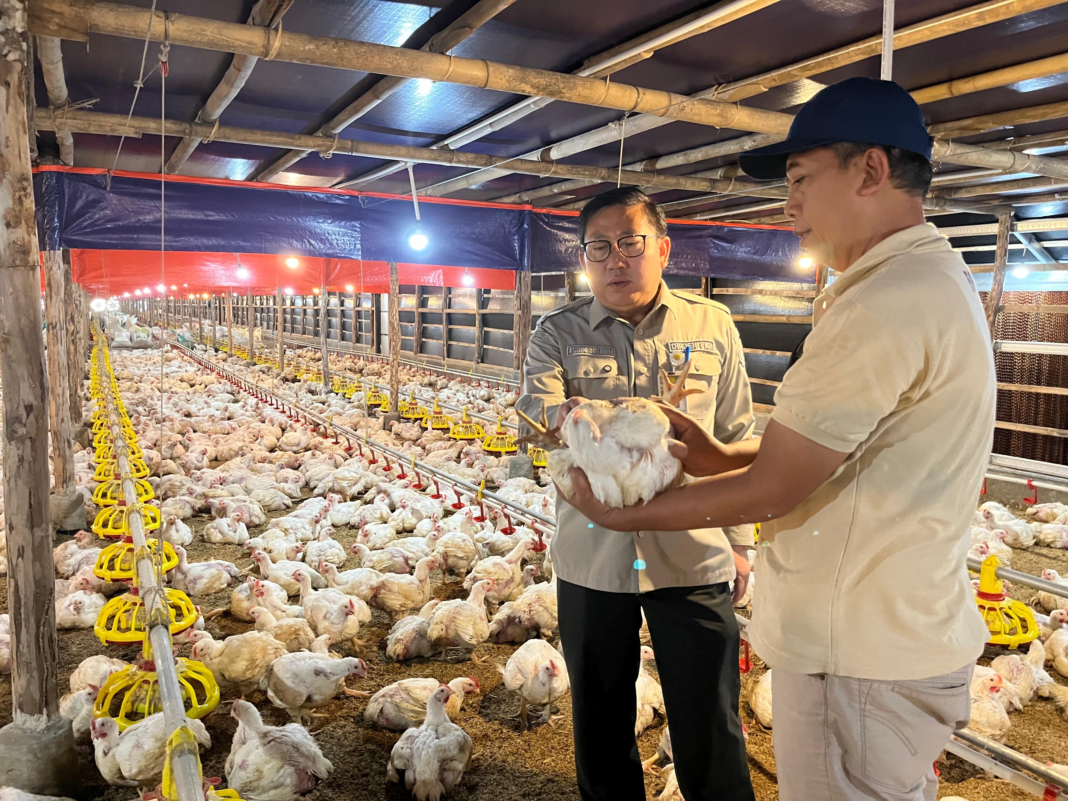 Dirjen Peternakan dan Kesehatan Hewan Kementerian Pertanian Agung Suganda meninjau kandang ayam pedaging. Saat ini peternak ayam pedagang dihadapkan harga jual yang turun. (Humas Kementan) - Image
