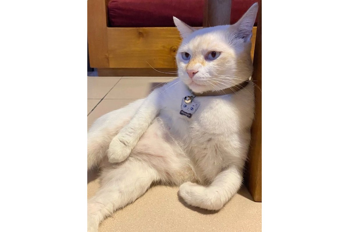 Mengky, kucing lucu dengan tingkahnya. (Instagram @mengky.milo) - Image