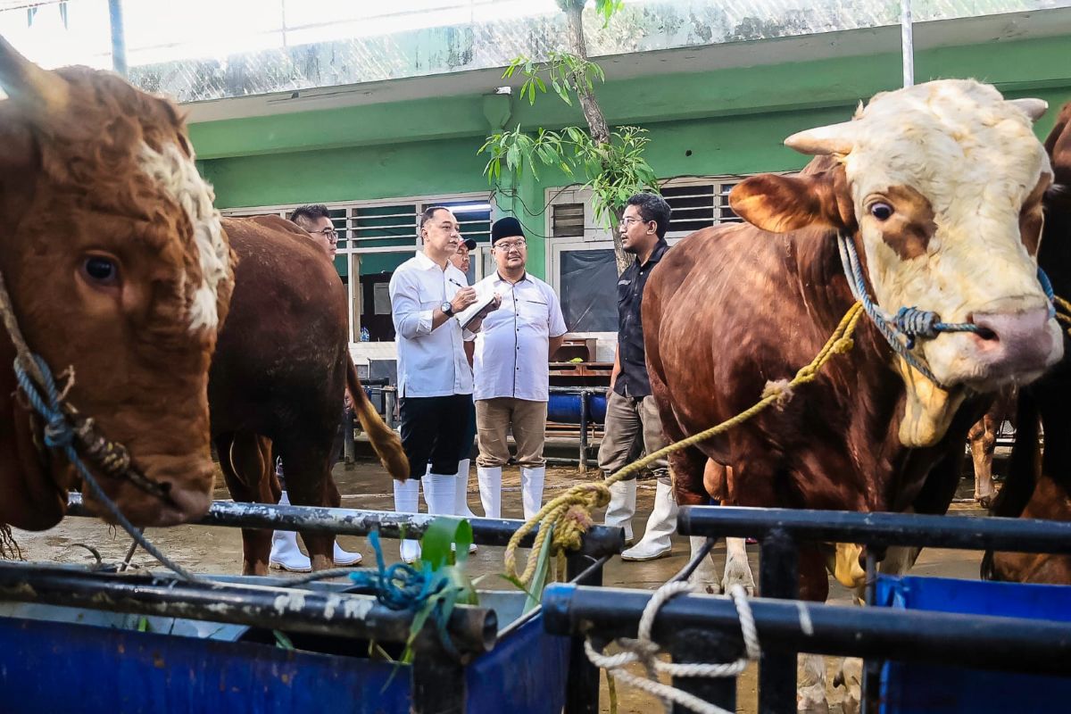 Wali Kota Surabaya Eri Cahyadi memantau 51 hewan kurban, termasuk Bruno Gemoy dari Presiden Prabowo Subianto. (Humas Pemkot Surabaya) - Image