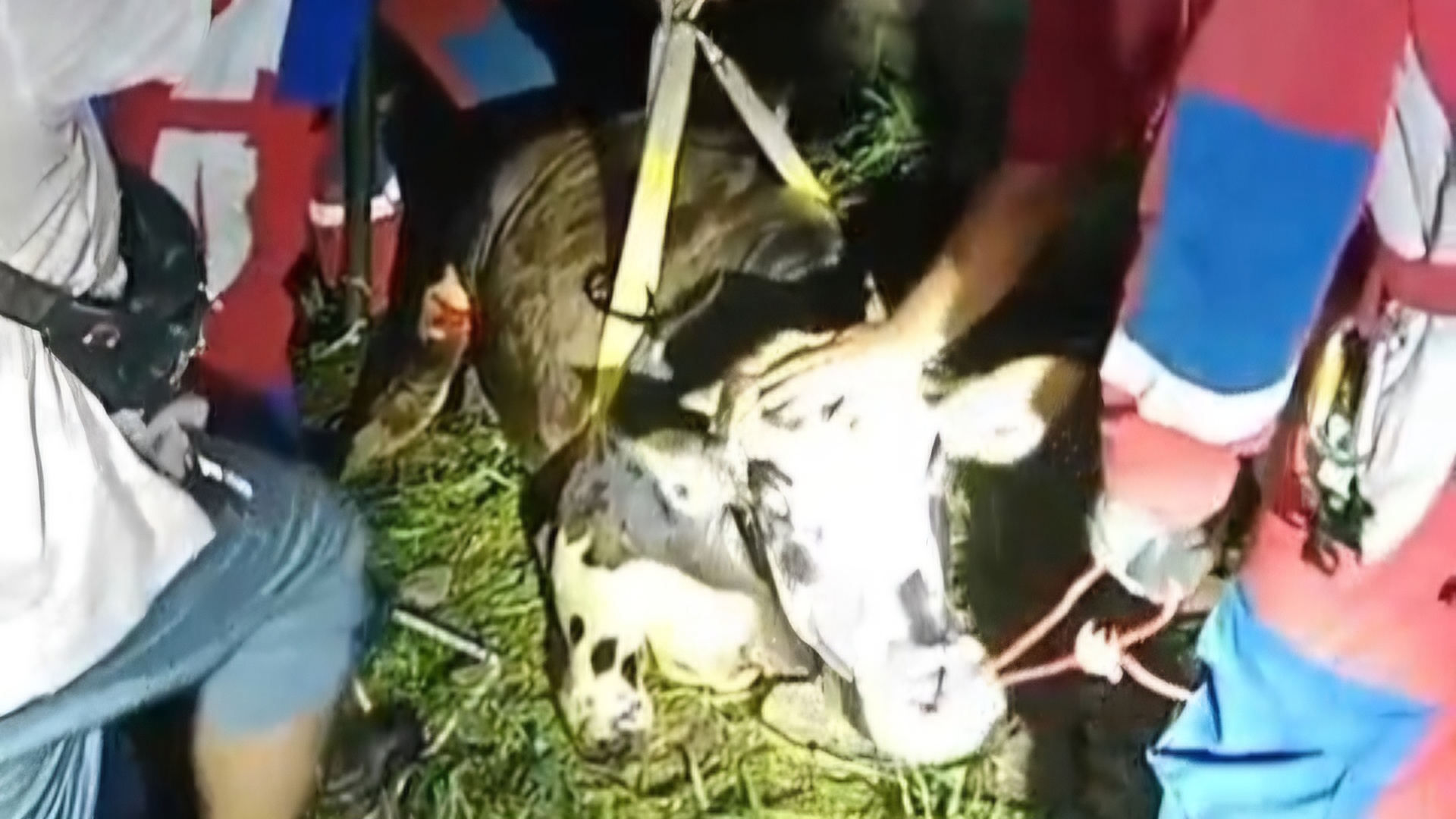 Petugas Damkar evakuasi seekor sapi qurban seberat 550 kilogram yang terperosok ke dalam bekas kolam renang sedalam lima meter di Jalan Flamboyan Cipete Selatan, Jaksel. (Istimewa). - Image