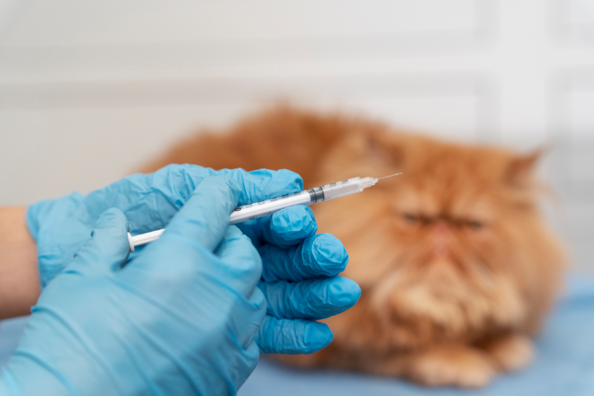 Lindungi anabul kesayangan dengan vaksin kucing. Ada beberapa vaksin yang disarankan untuk diberikan kepada anabul kesayangan. (Freepik/Freepik) - Image