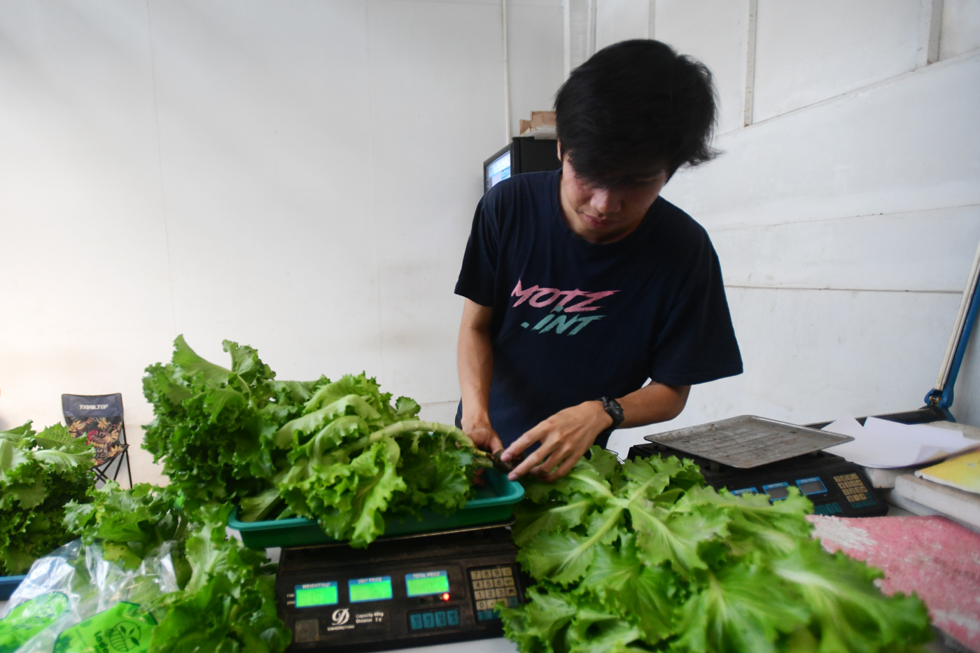 Pekerja melakukan panen sayuran hidroponik  di vertikal farming Ladang Farm kawasan Jakarta Selatan,