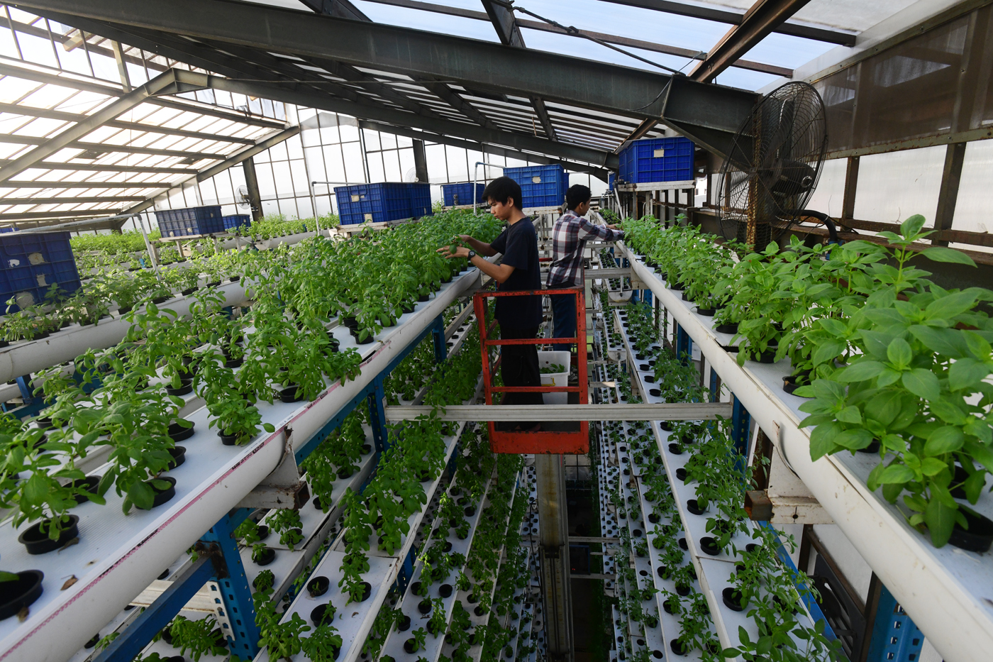 Pekerja melakukan panen sayuran hidroponik  di vertikal farming Ladang Farm kawasan Jakarta Selatan,