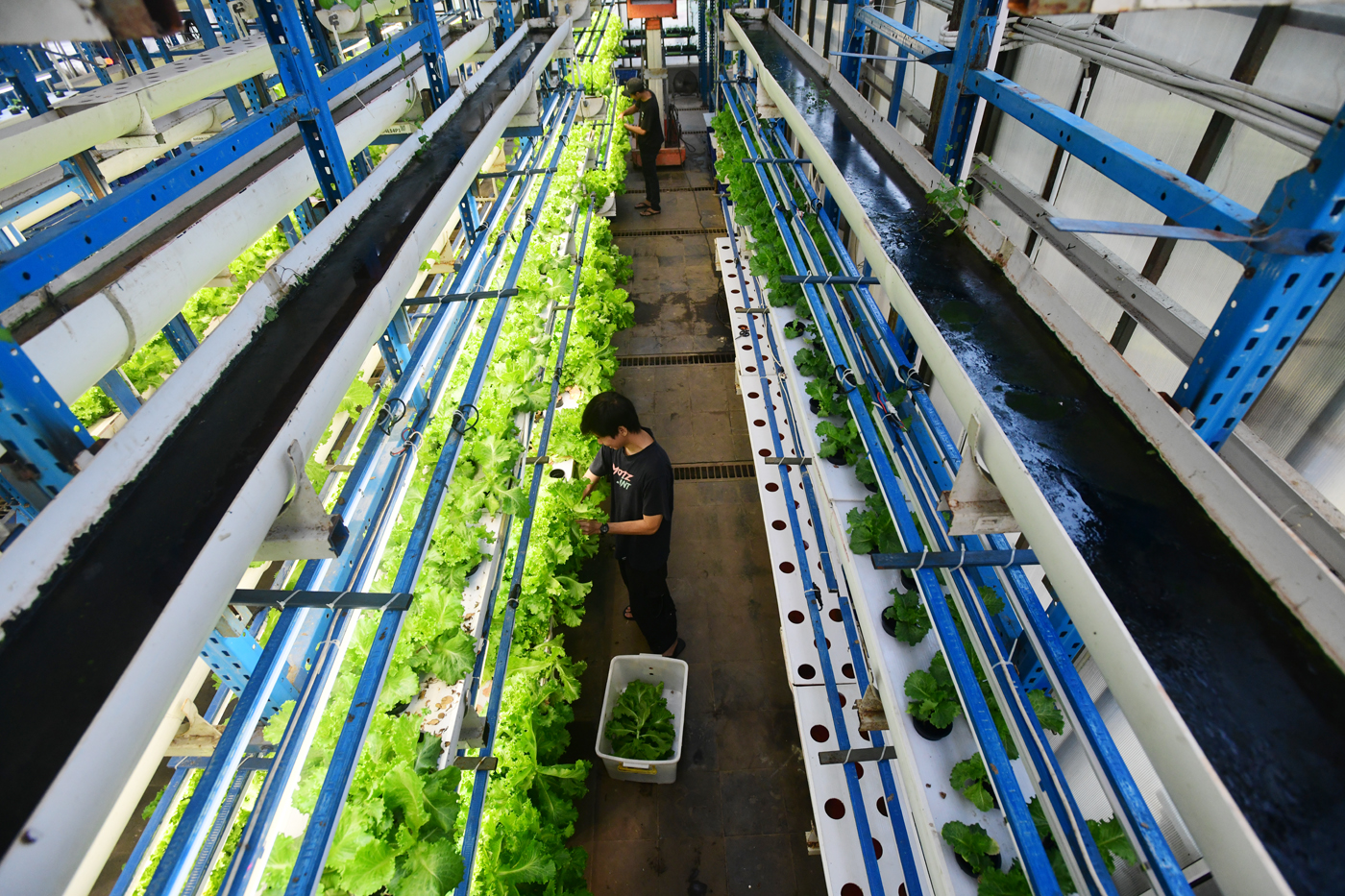 Pekerja melakukan panen sayuran hidroponik  di vertikal farming Ladang Farm kawasan Jakarta Selatan,