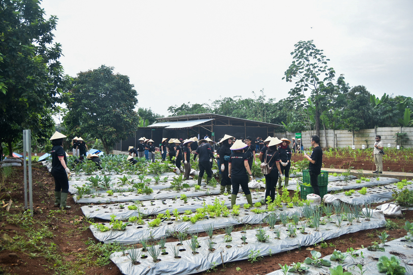 Kegiatan bercocok tanam di ladang. (Dery Ridwansah/ JawaPos.com)